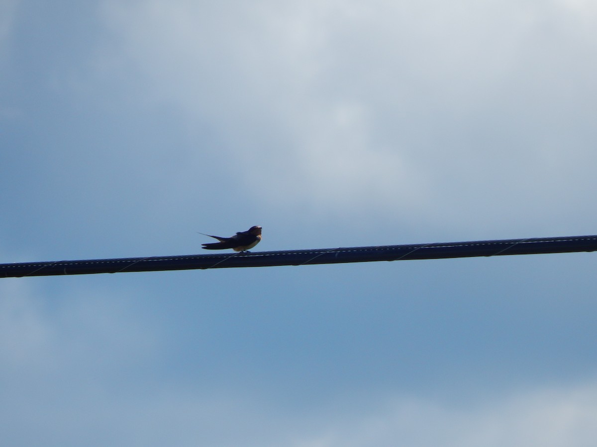 Barn Swallow - ML640829991