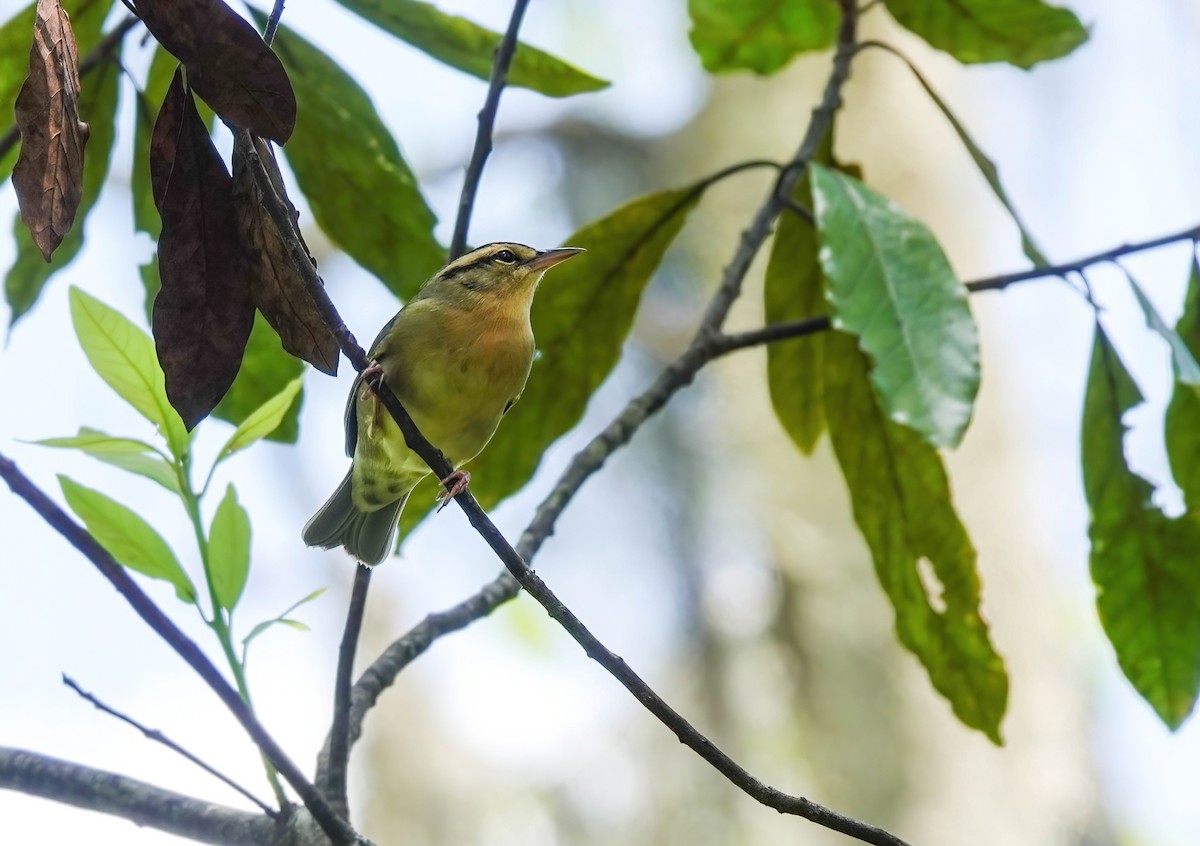 Worm-eating Warbler - ML640829994