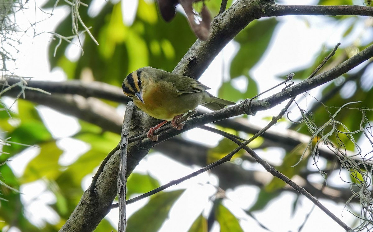 Worm-eating Warbler - ML640830035