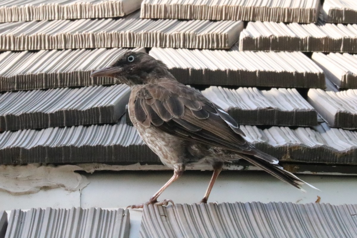Pearly-eyed Thrasher - ML640830051