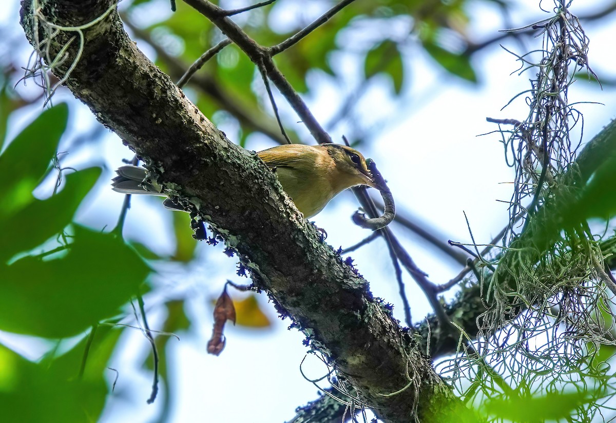 Worm-eating Warbler - ML640830058