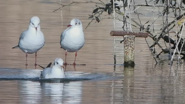 Black-headed Gull - ML640830065