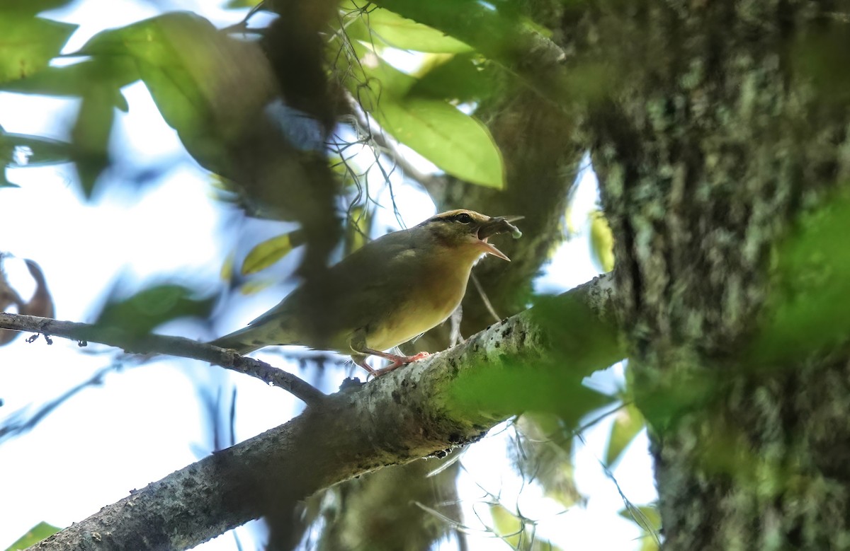 Worm-eating Warbler - ML640830072