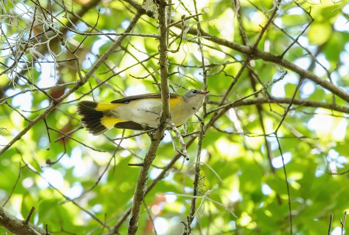 American Redstart - ML640830112