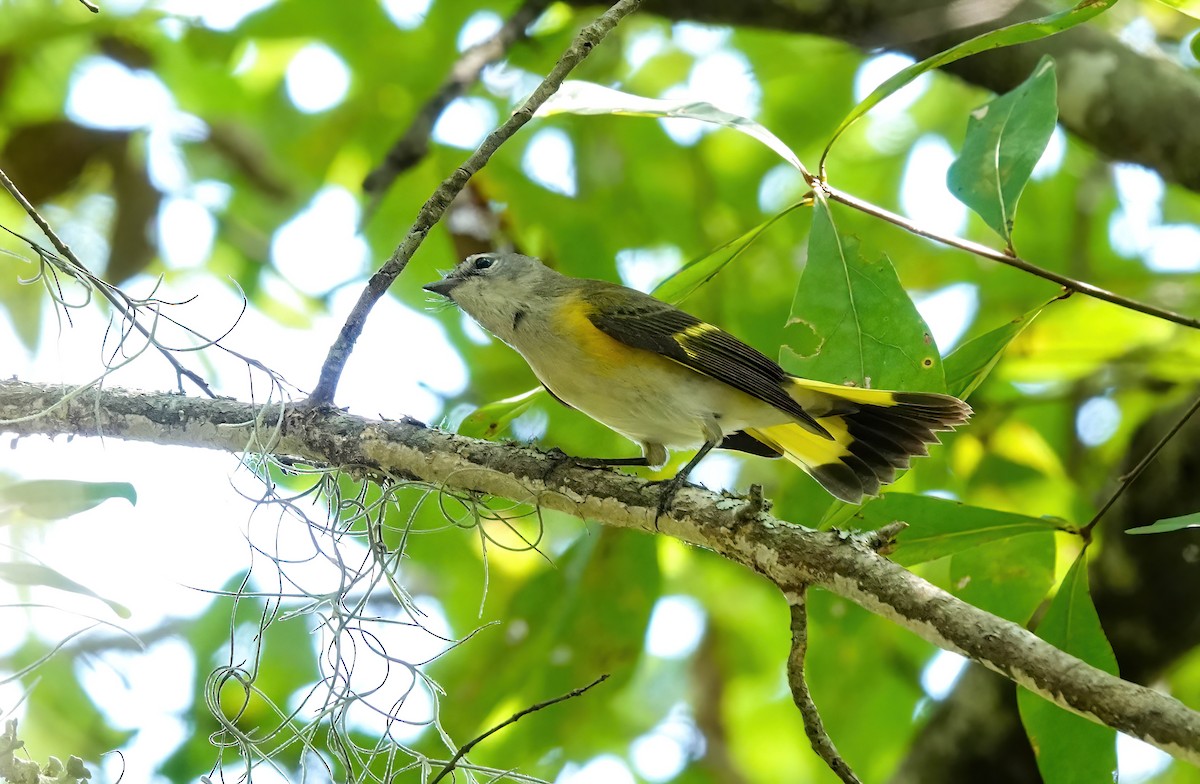 American Redstart - ML640830121