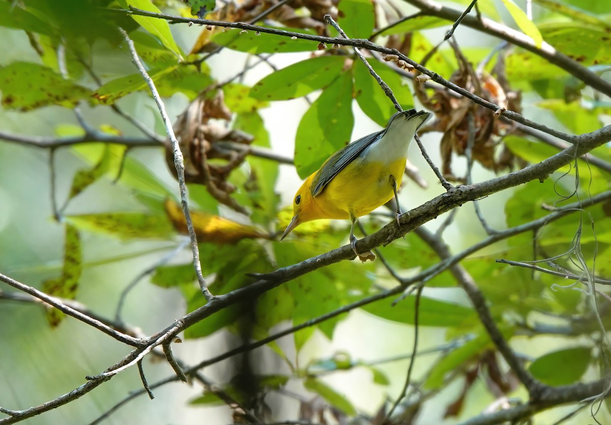 Prothonotary Warbler - ML640830154