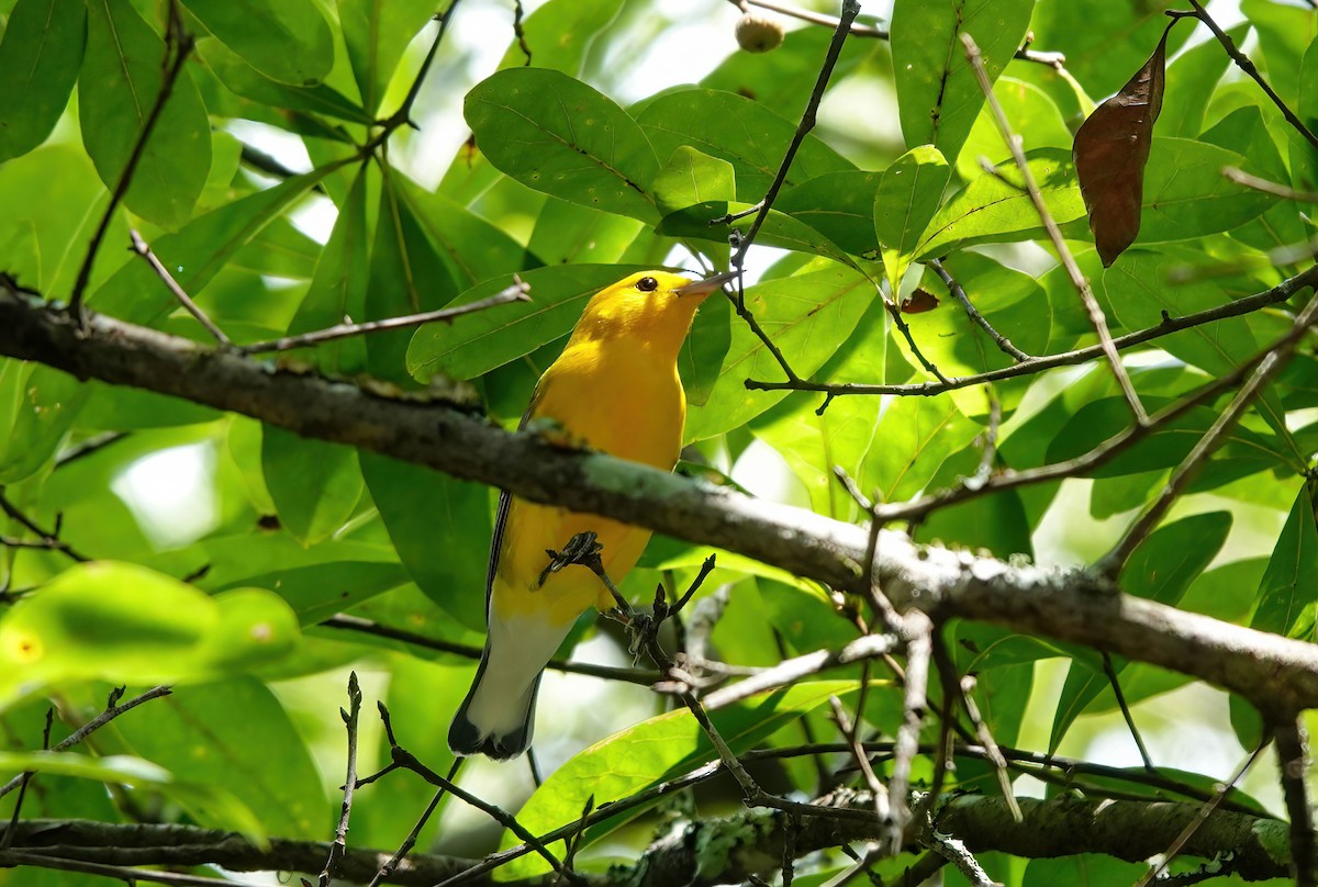 Prothonotary Warbler - ML640830159
