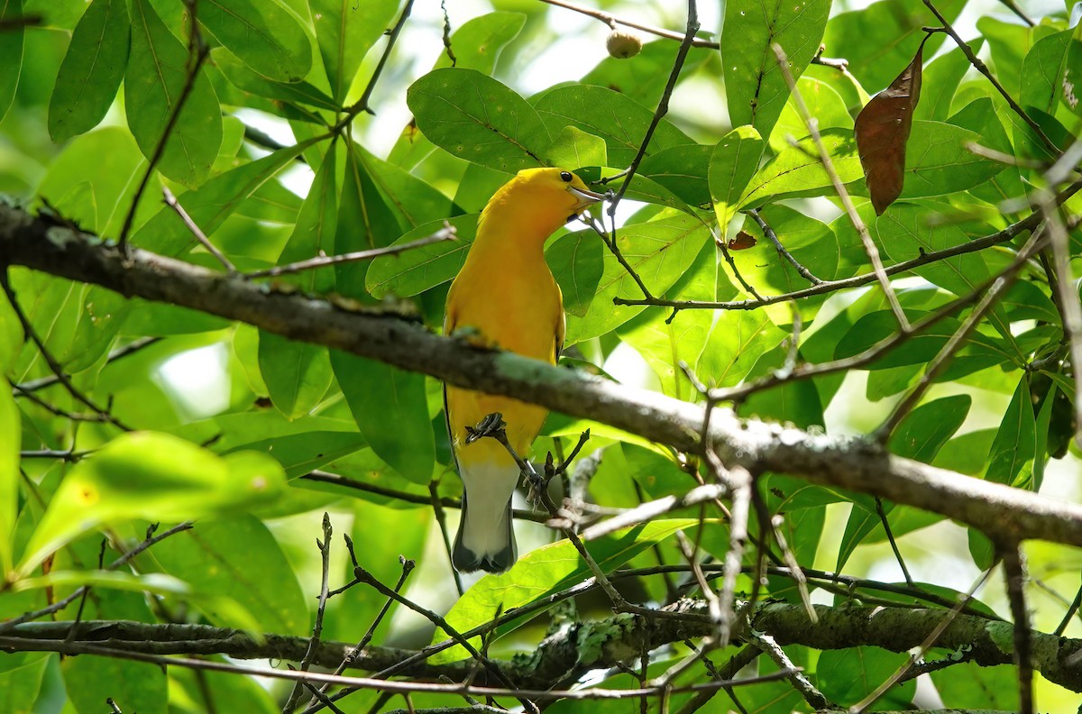 Prothonotary Warbler - ML640830180