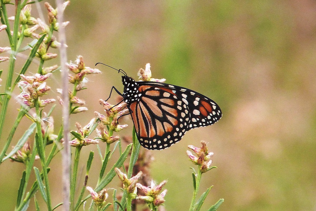 Southern Monarch - ML640830190