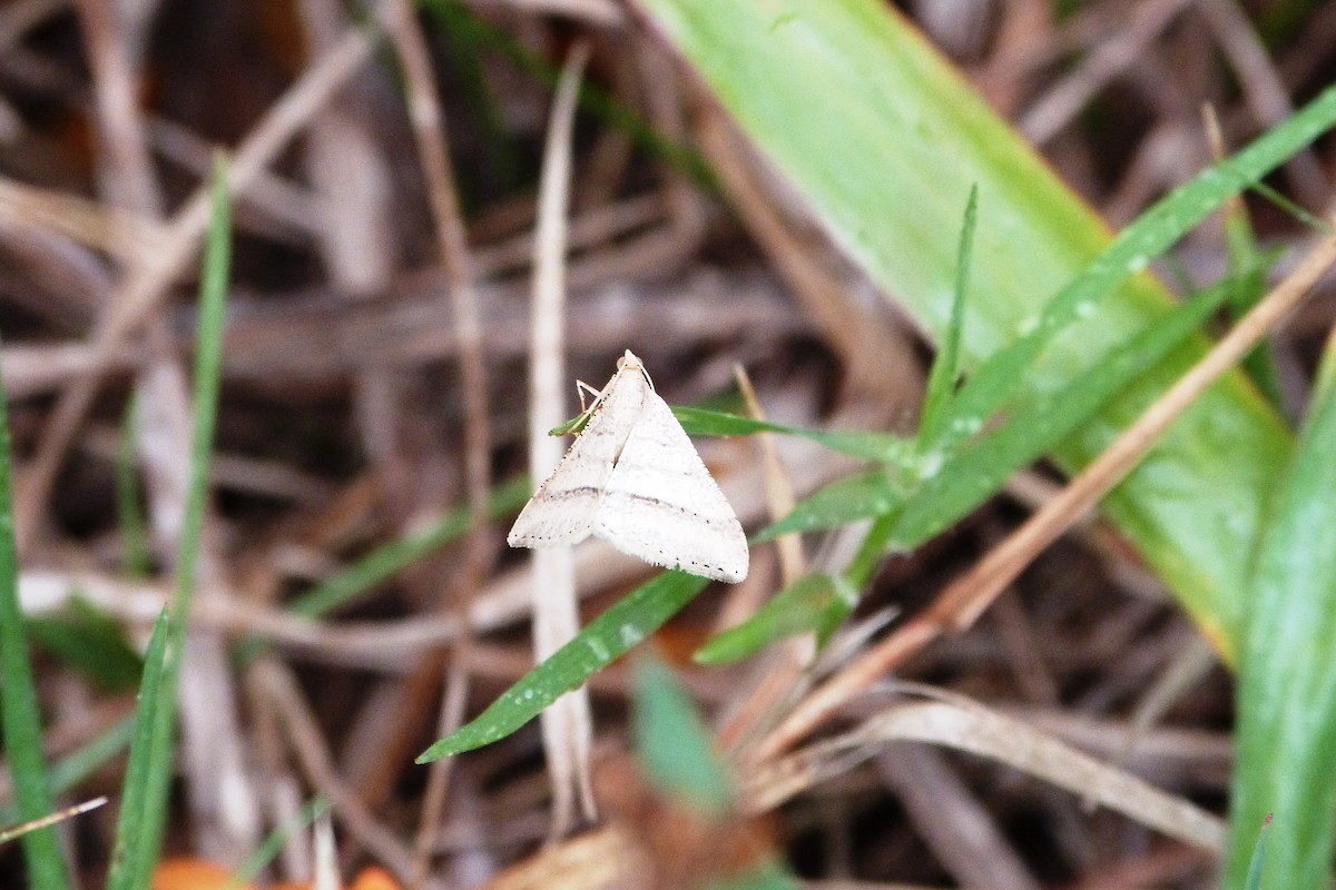 Geometer Moths - ML640830191