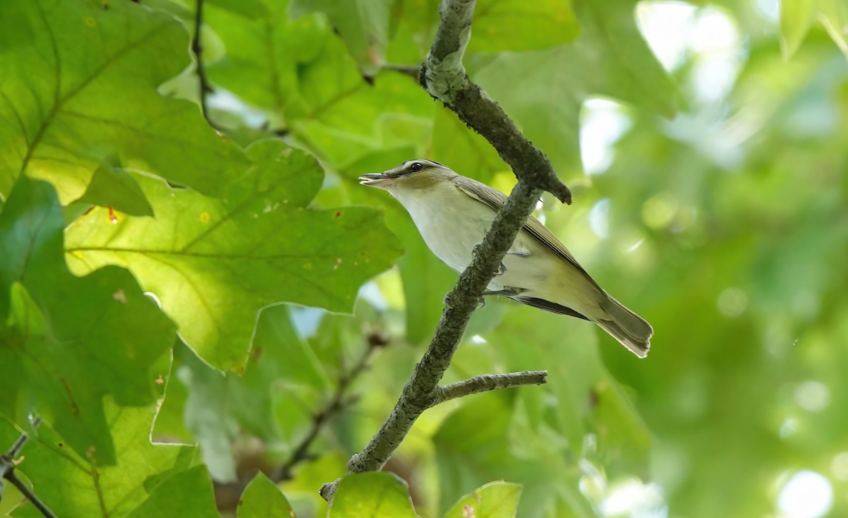 Red-eyed Vireo - ML640830198