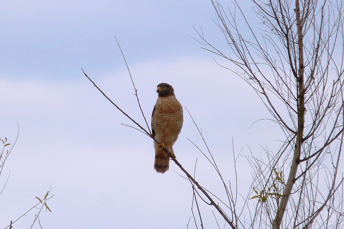 Roadside Hawk - ML640830251