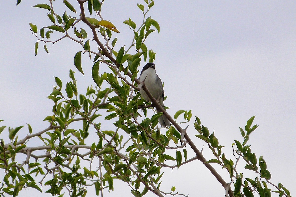 Black-capped Warbling Finch - ML640830272