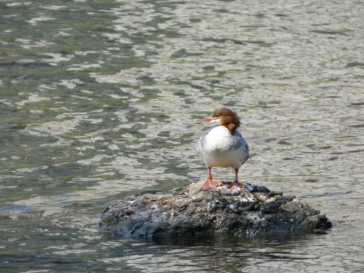 Хумхин бохио - ML640830283