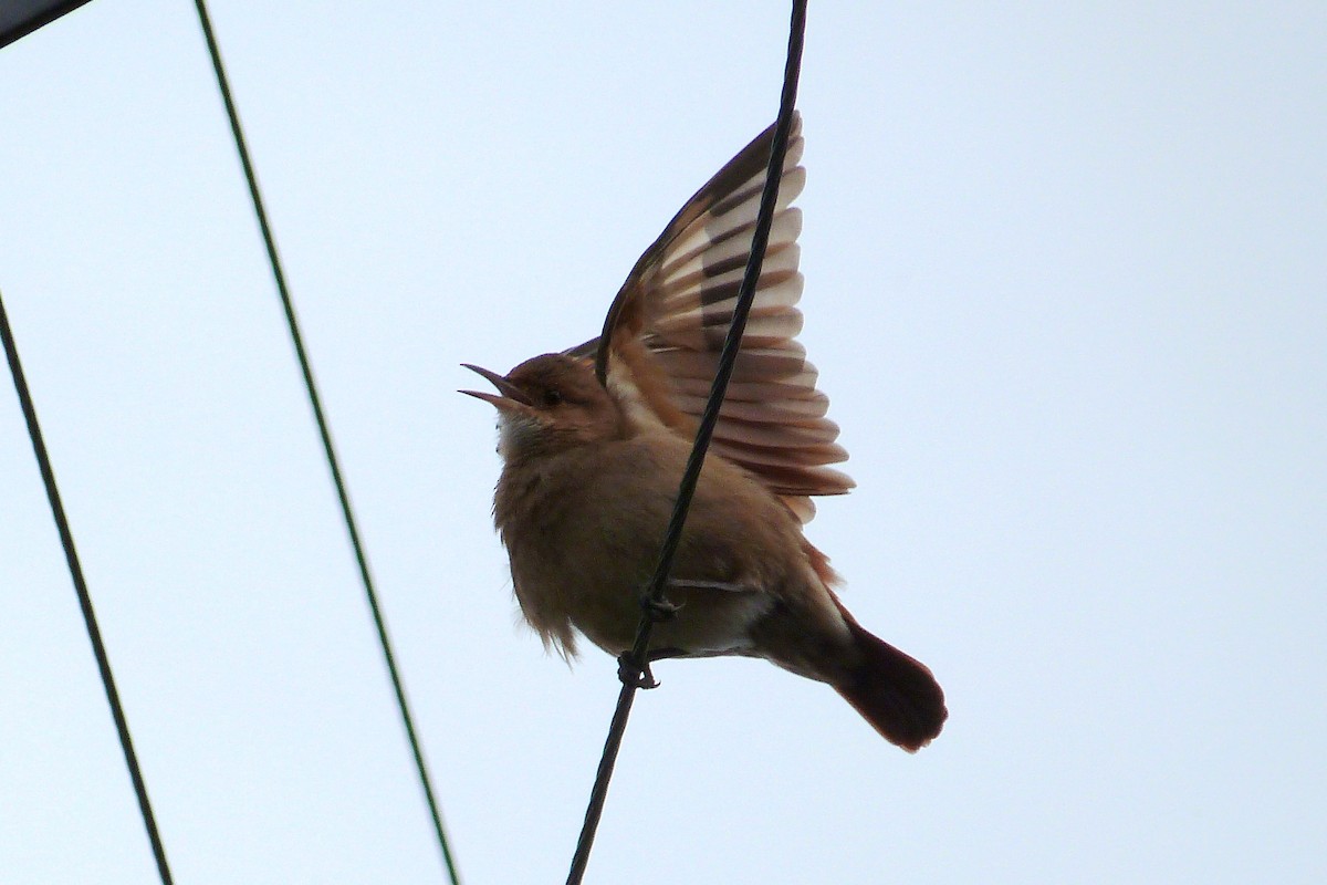 Rufous Hornero - ML640830285