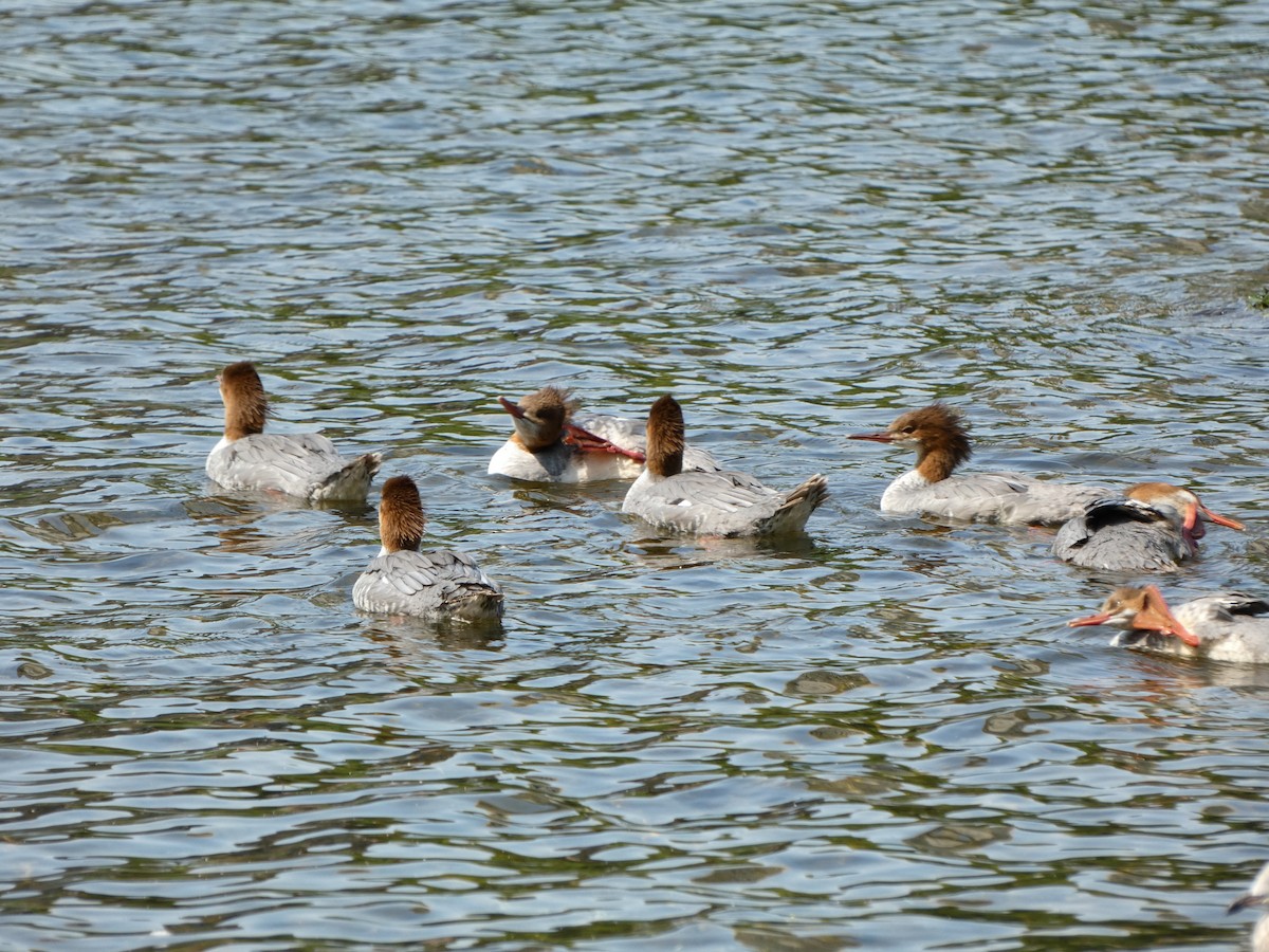 Хумхин бохио - ML640830292