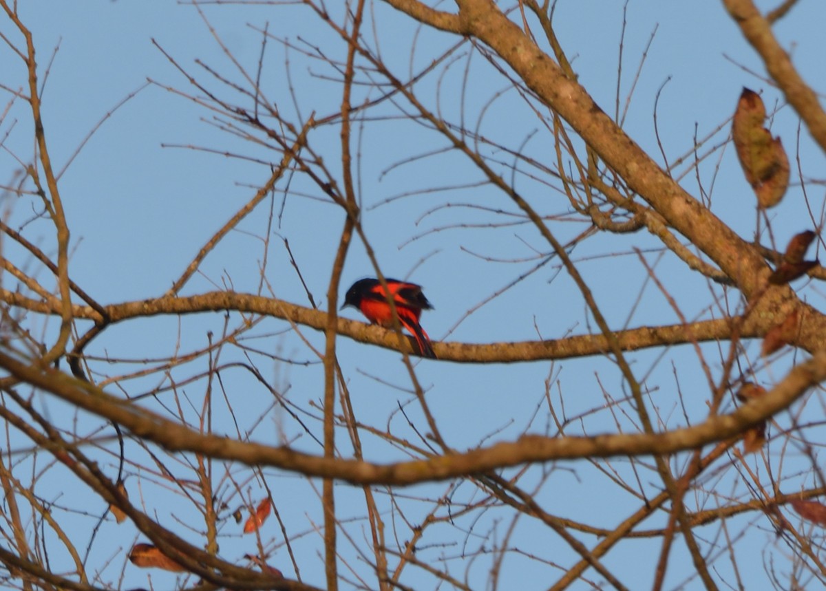 Scarlet Minivet - ML640830314