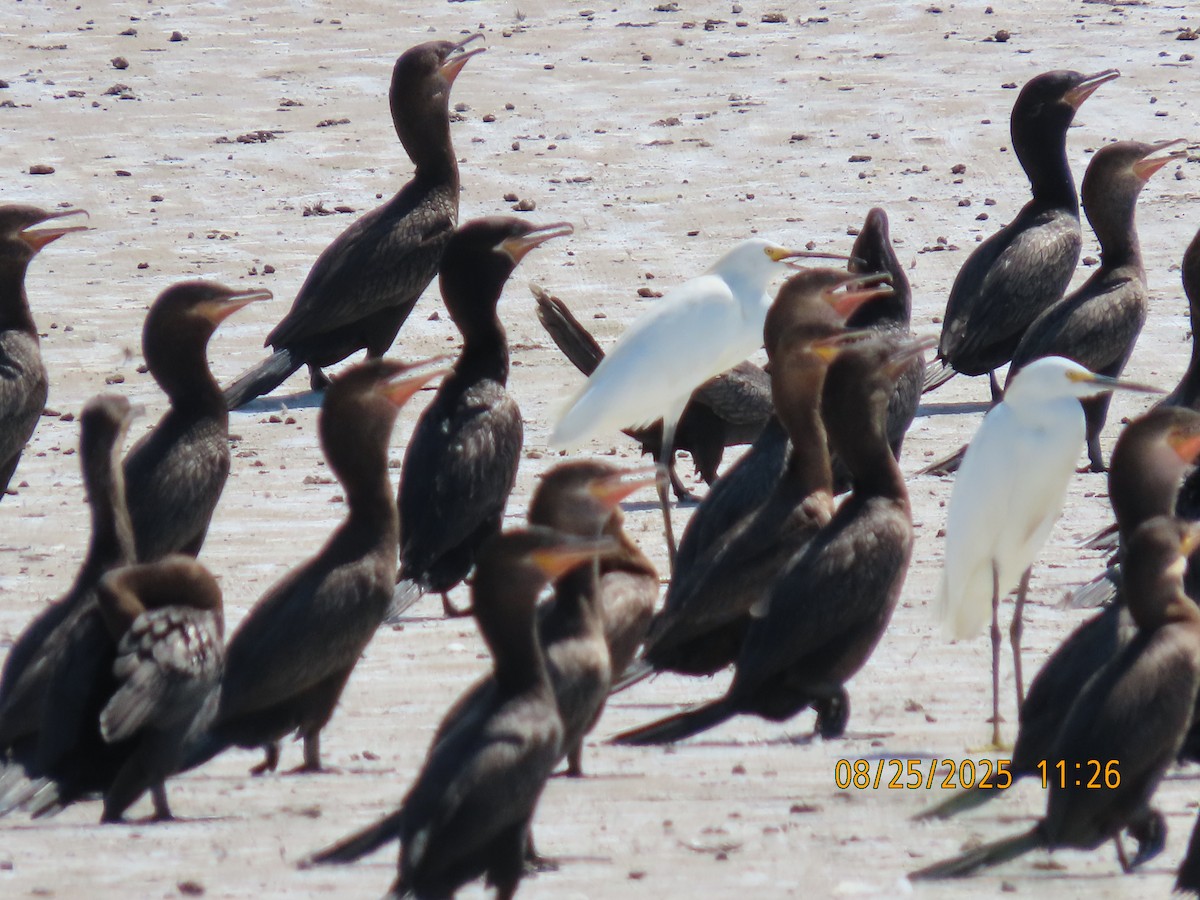 Neotropic Cormorant - ML640830335
