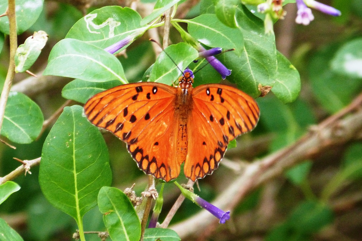 Gulf Fritillary - ML640830354