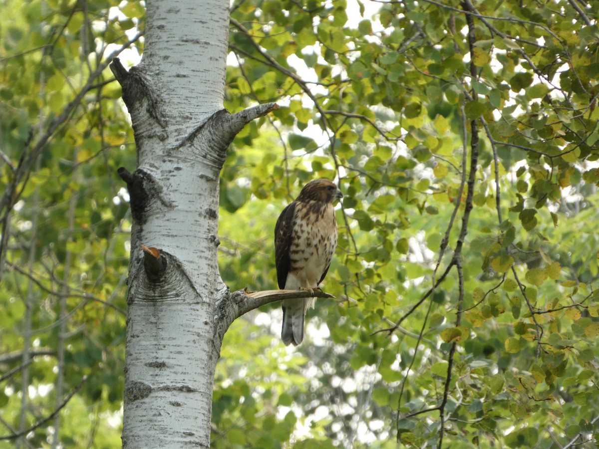 Broad-winged Hawk - ML640830359
