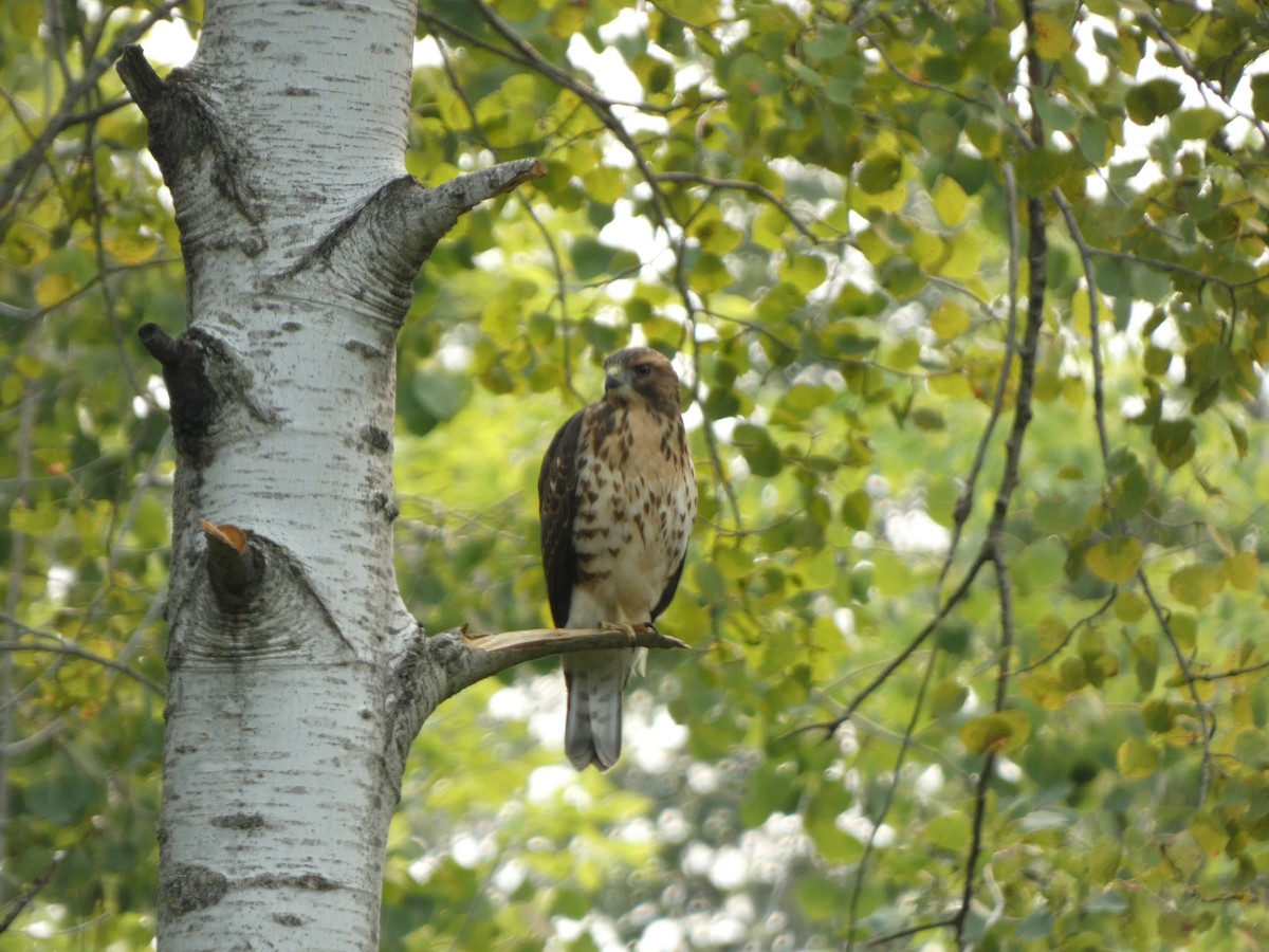 Broad-winged Hawk - ML640830369