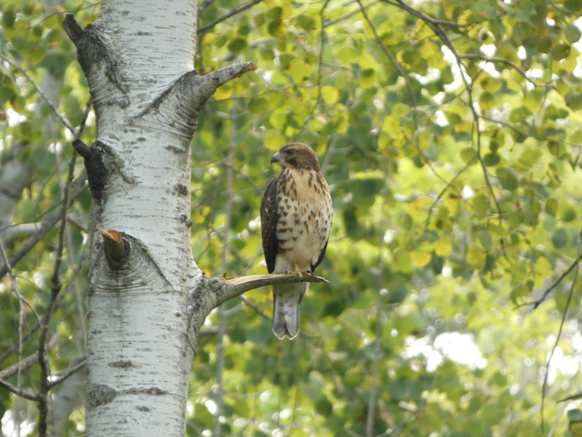 Broad-winged Hawk - ML640830385