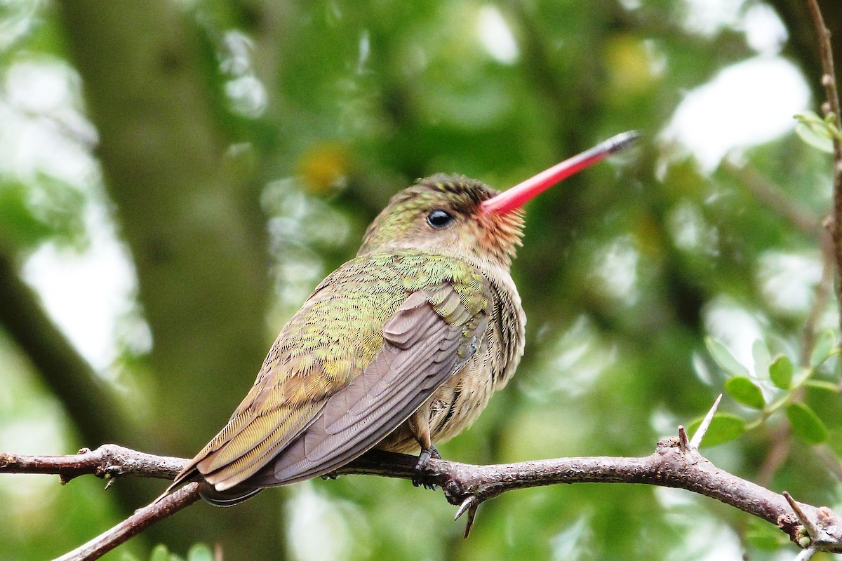 Gilded Hummingbird - ML640830389