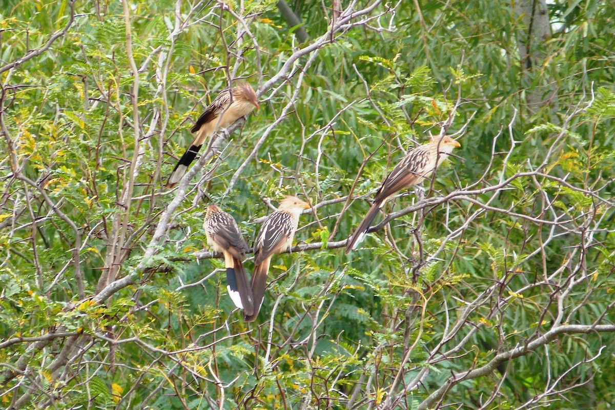Guira Cuckoo - ML640830405