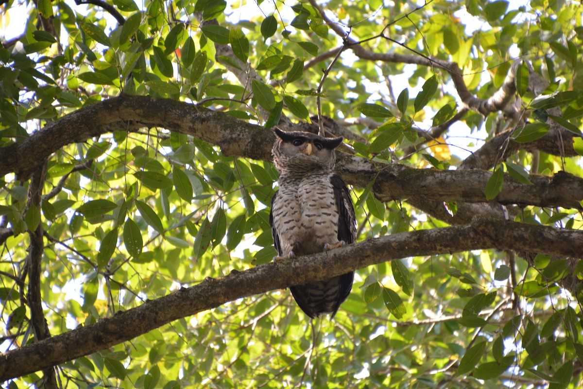 Spot-bellied Eagle-Owl - ML640830415