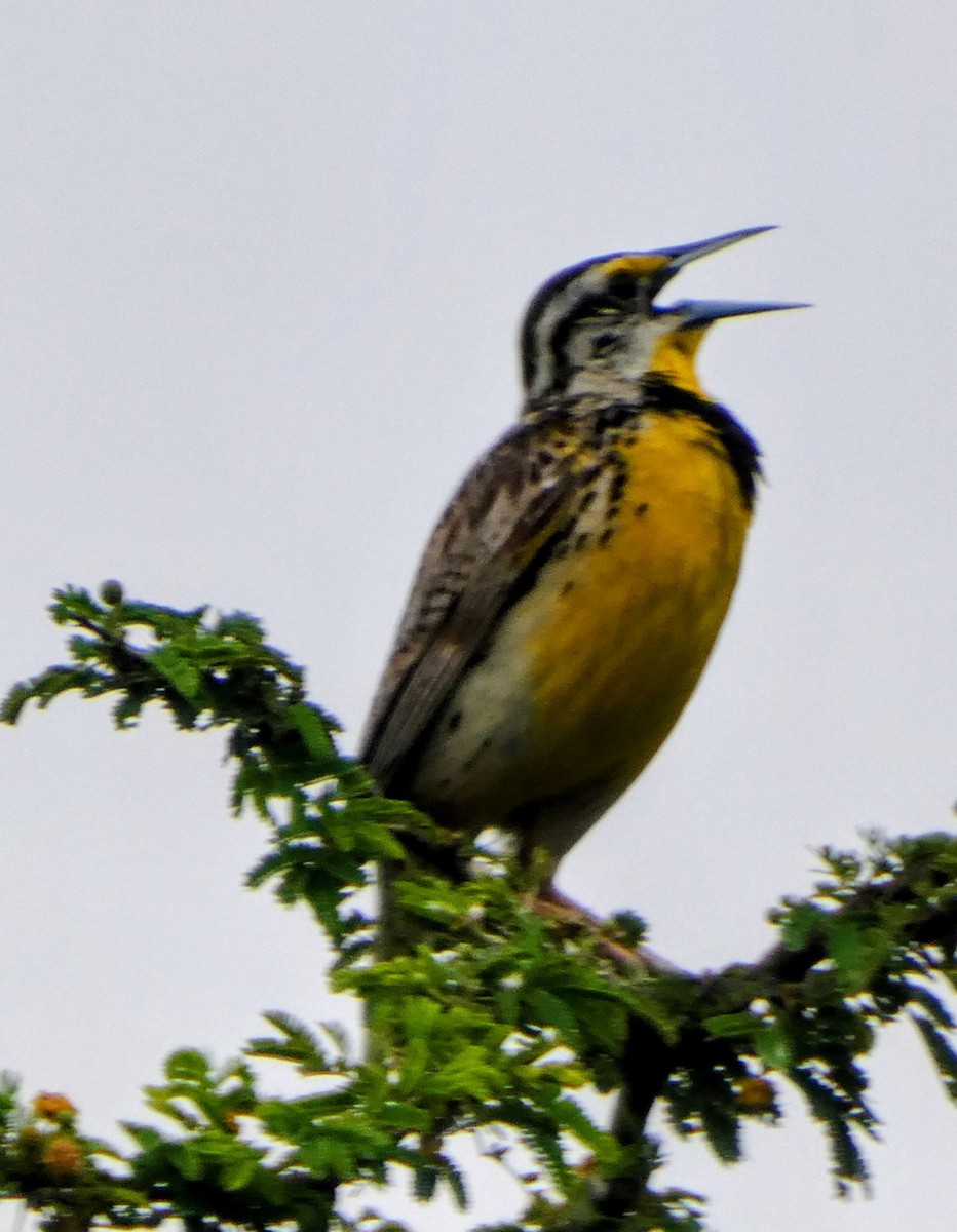 Chihuahuan Meadowlark - ML640830432