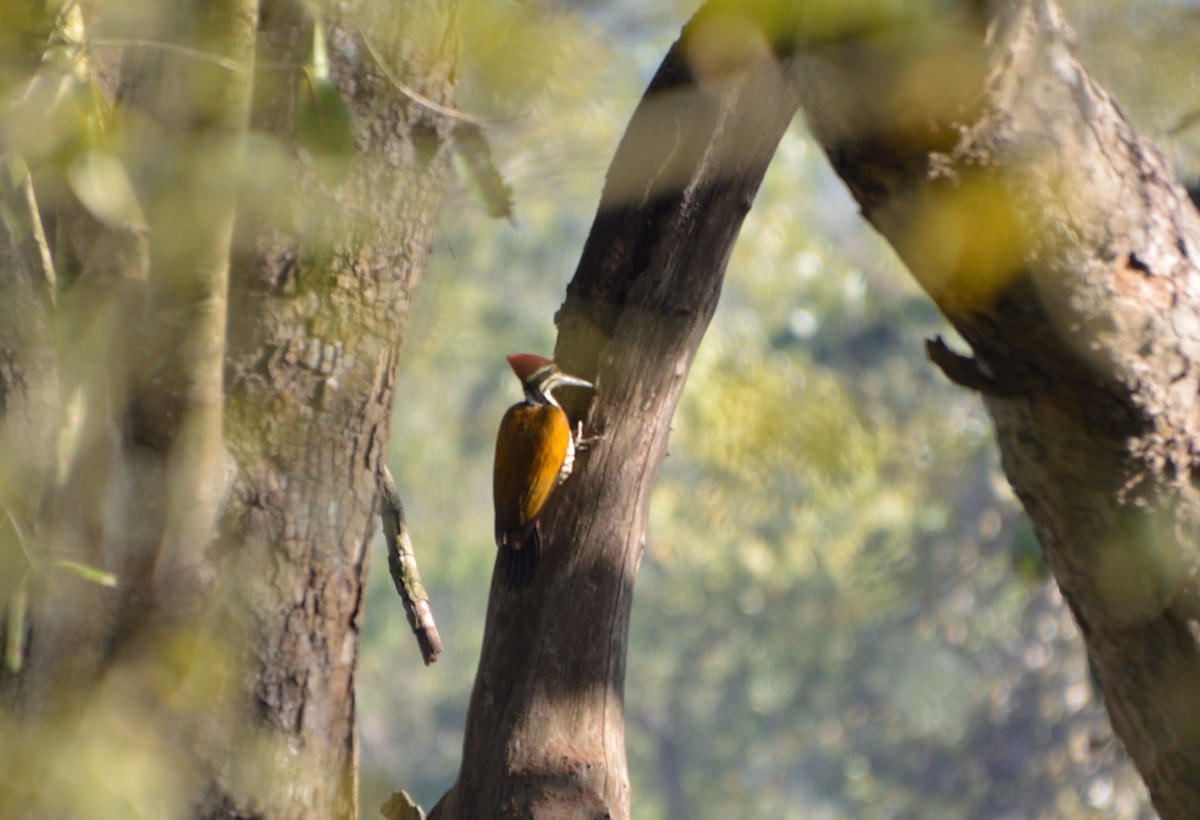 Greater Flameback - ML640830444