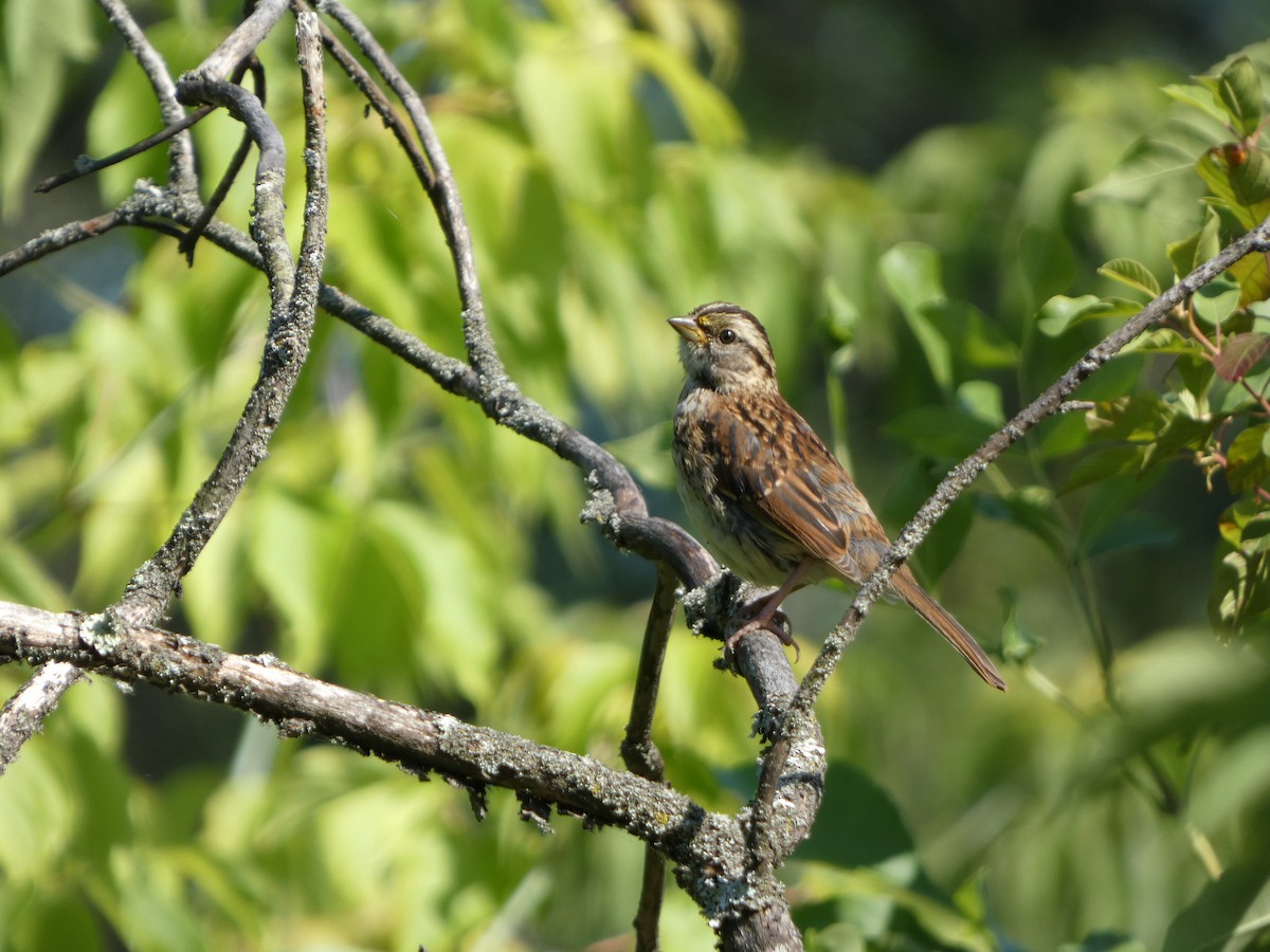 White-throated Sparrow - ML640830519