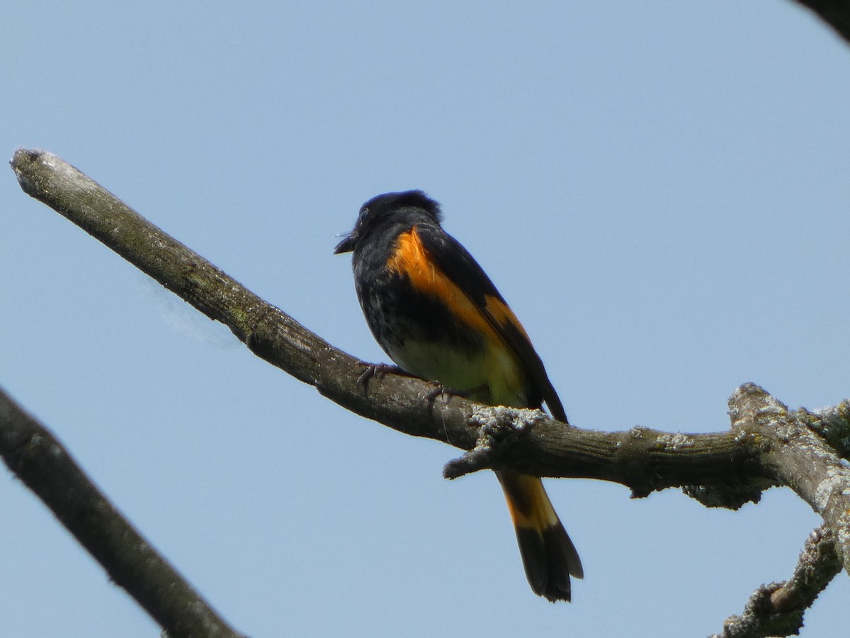 American Redstart - ML640830585