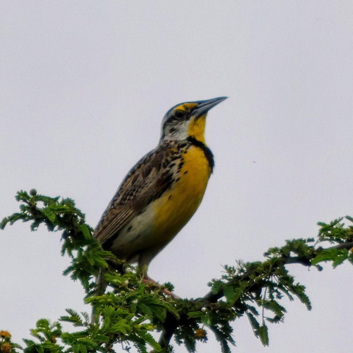 Chihuahuan Meadowlark - ML640830601