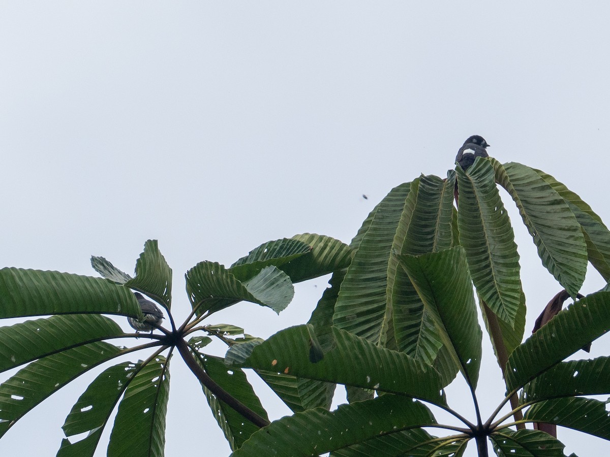 White-browed Purpletuft - ML640830609