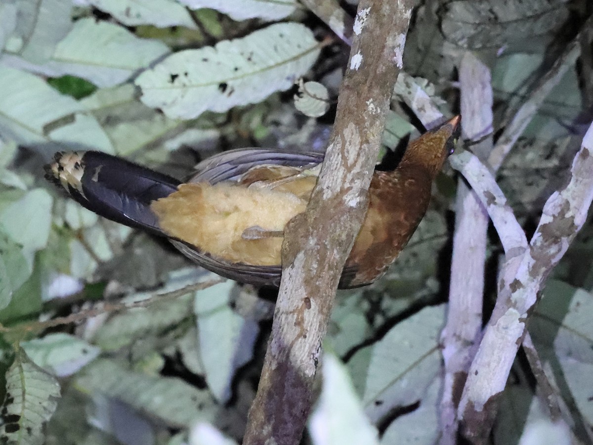Nocturnal Curassow - ML640830611