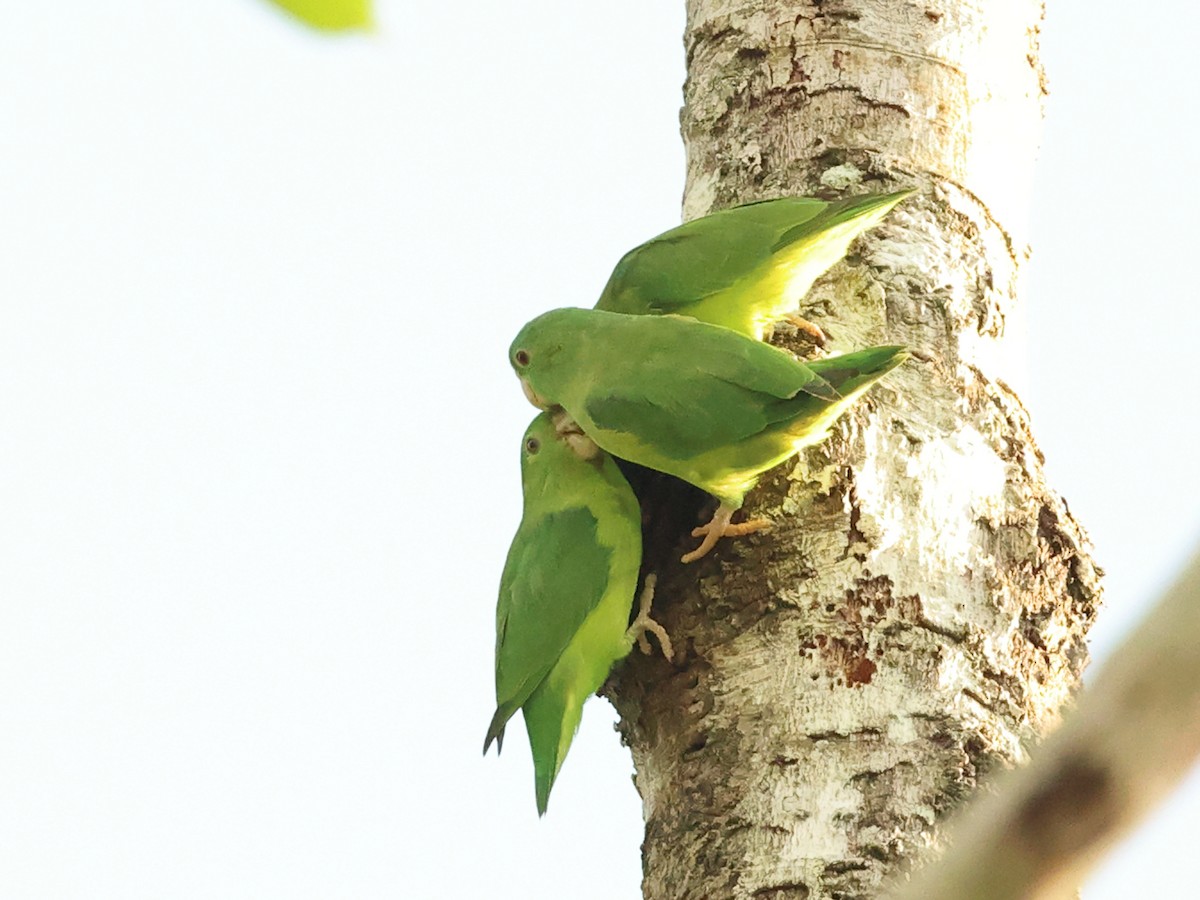 Riparian Parrotlet - ML640830658