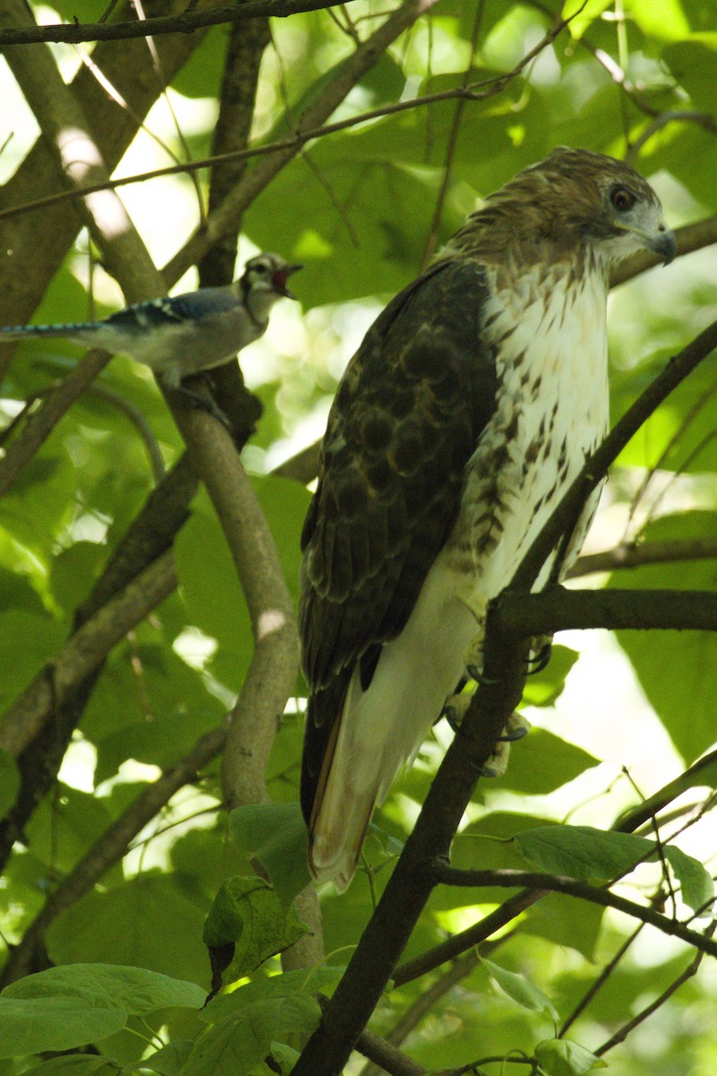 Red-tailed Hawk - ML640830700