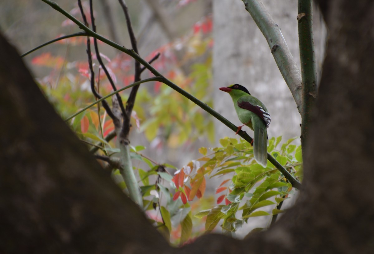 Common Green-Magpie - ML640830753