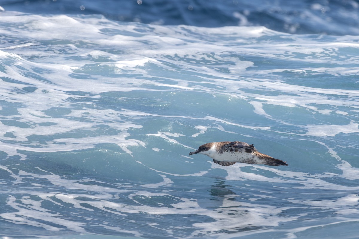 buřňák velký - ML640830769