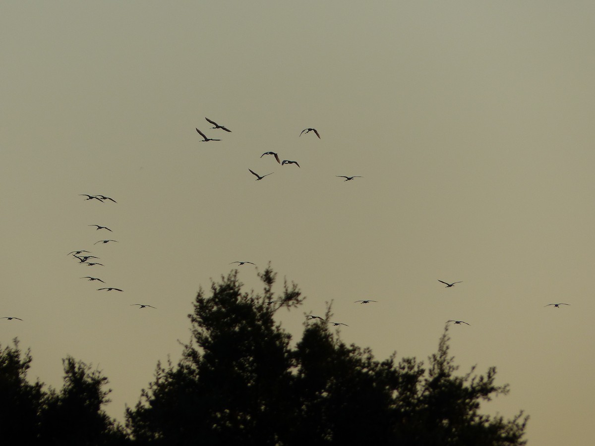 kolpík bílý - ML640830806