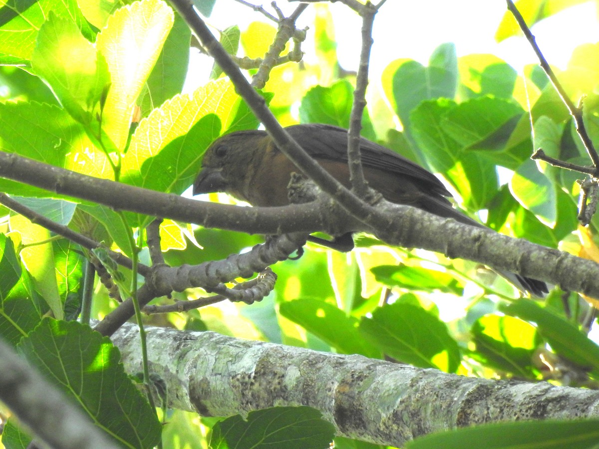 Chestnut-bellied Seed-Finch - ML640830924