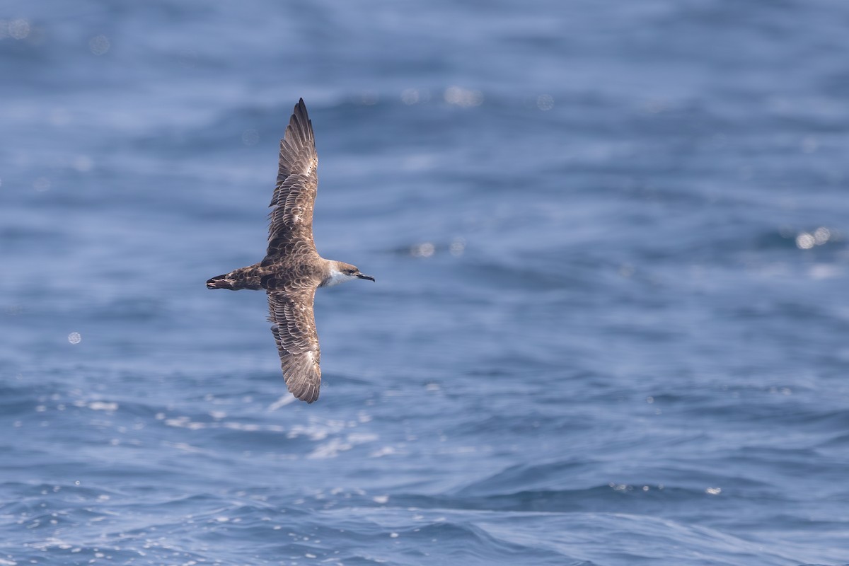 buřňák velký - ML640830937