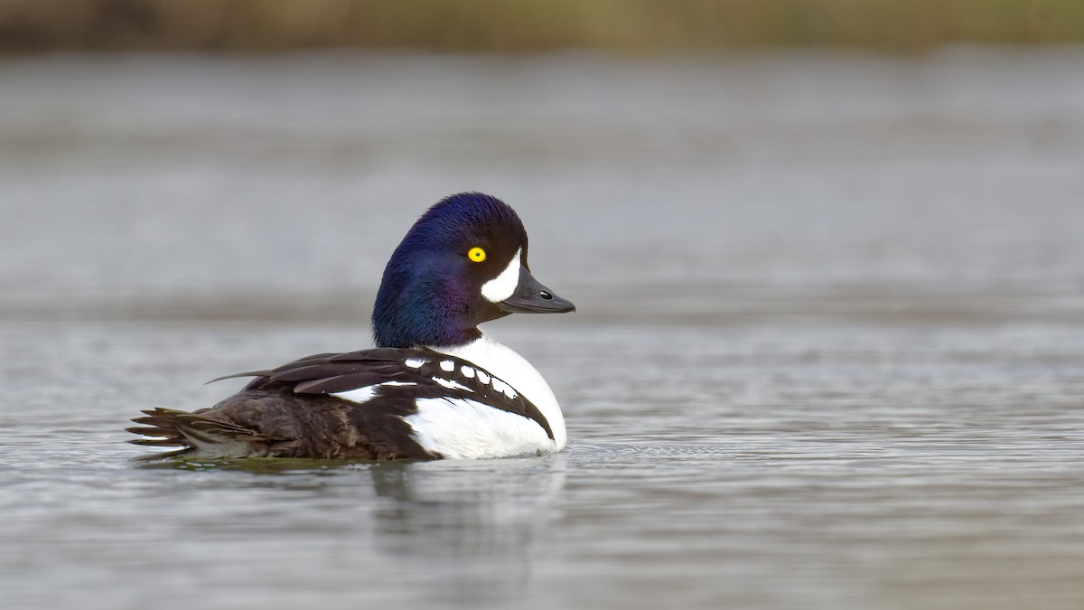 Barrow's Goldeneye - ML640830941