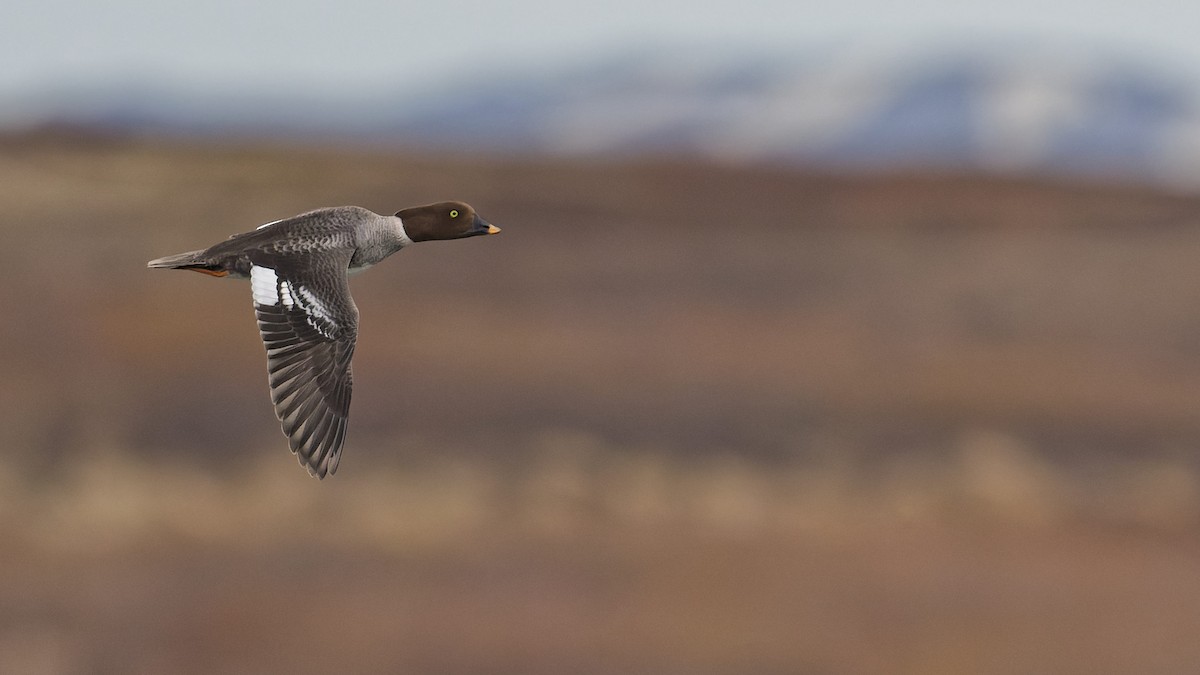Barrow's Goldeneye - ML640830944