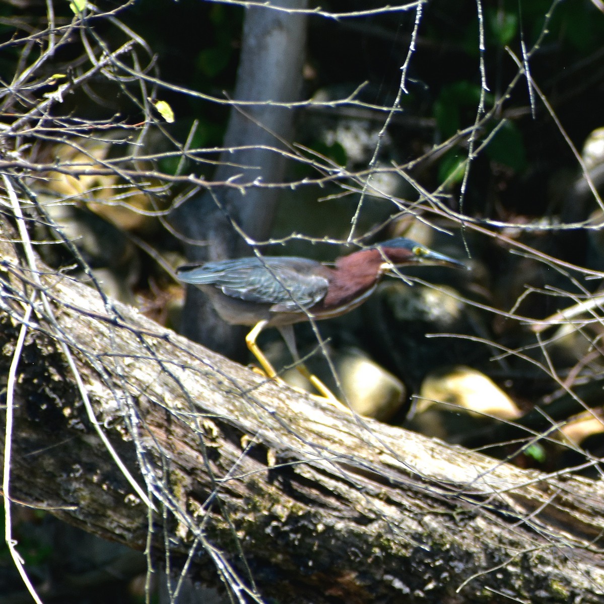 Green Heron - ML640831117