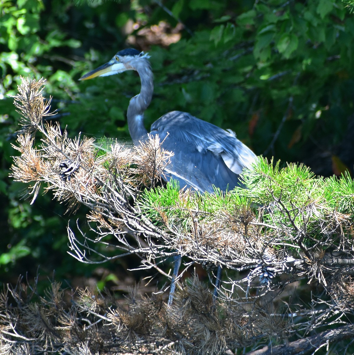 Great Blue Heron - ML640831125