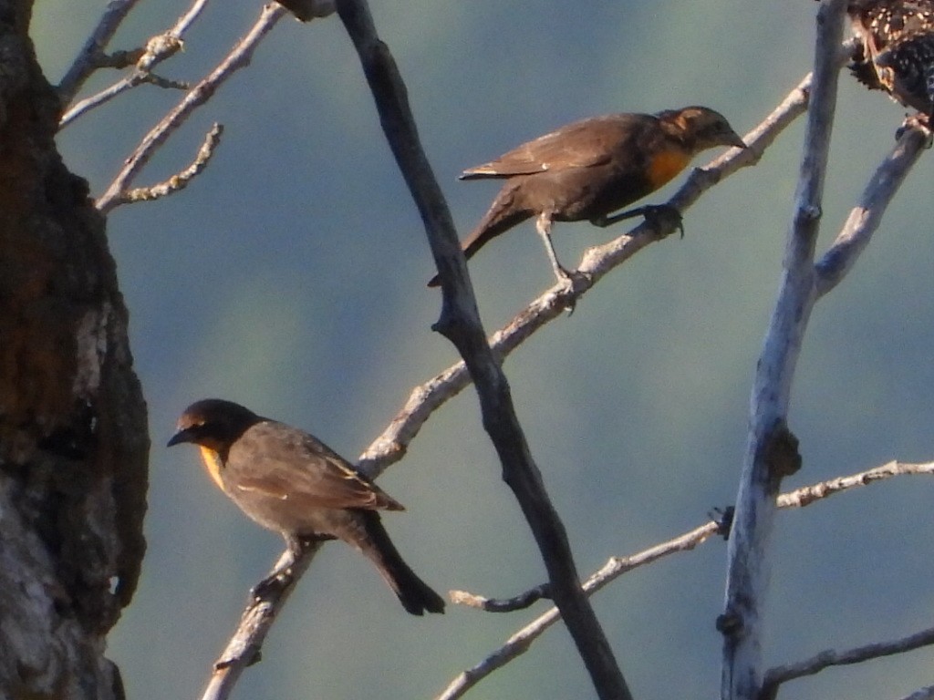 Yellow-headed Blackbird - ML640831149