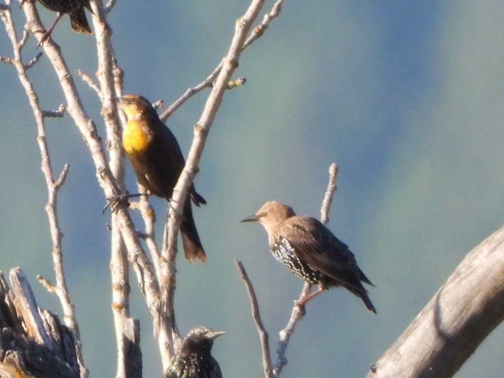 Yellow-headed Blackbird - ML640831150