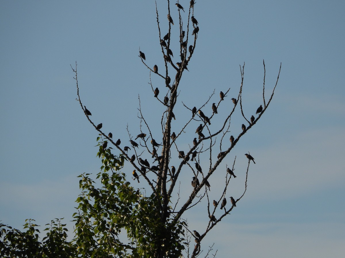 Yellow-headed Blackbird - ML640831151